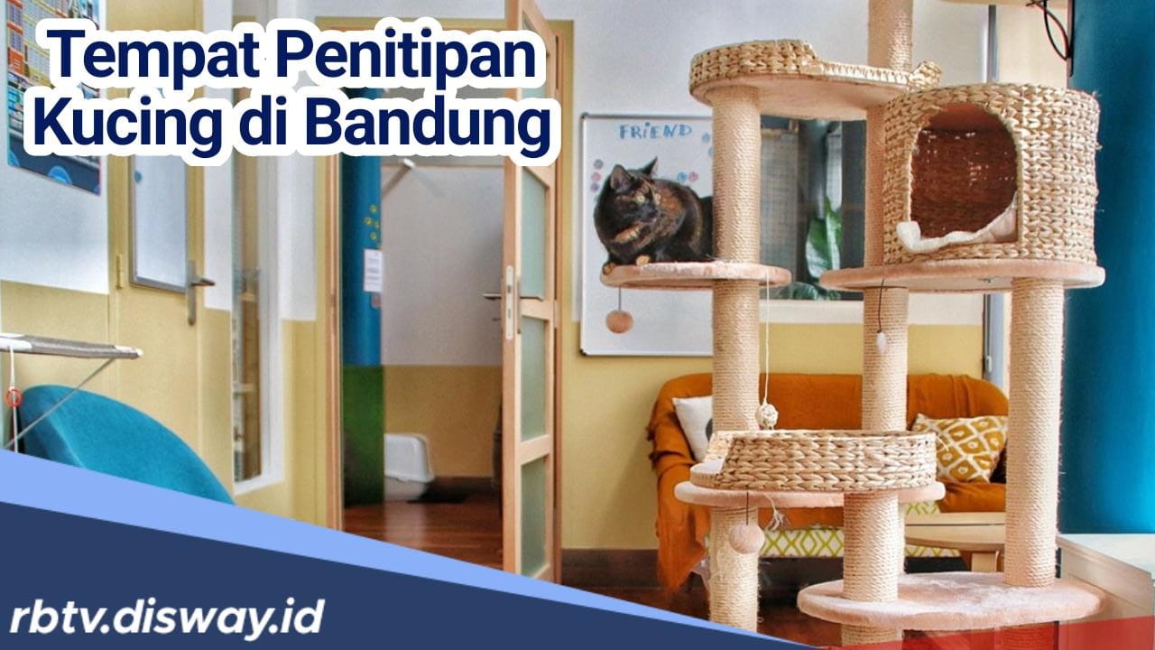 Amankan Anabul Kesayangan Selama Mudik Lebaran, Ini Rekomendasi Tempat Penitipan Kucing di Bandung