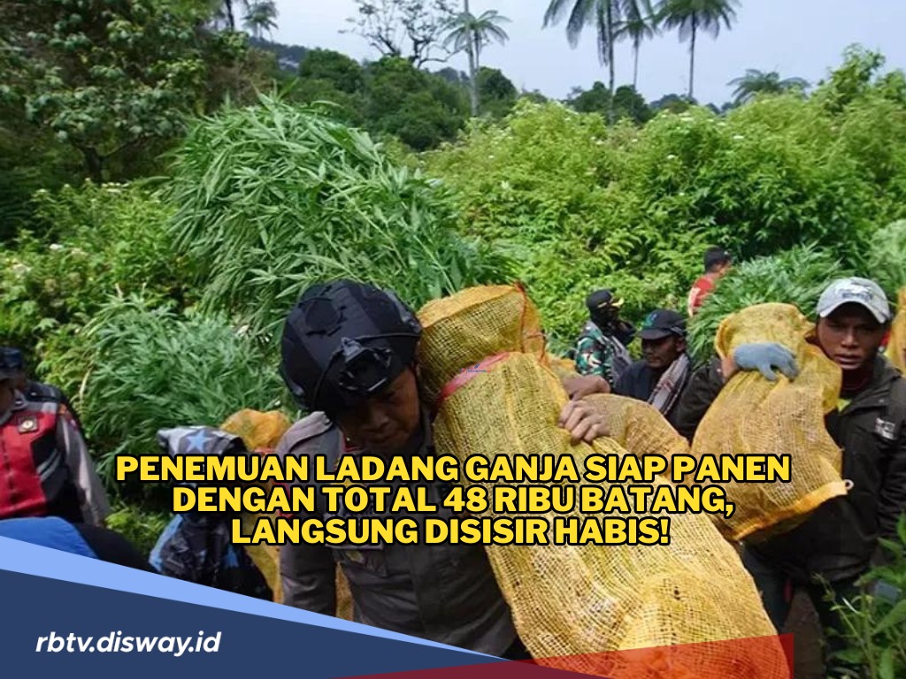 Polisi Temukan Ladang Ganja 1,5 Hektar, 48 Ribu Batang Tanaman Ganja Siap Panen, 4 Orang Ditangkap