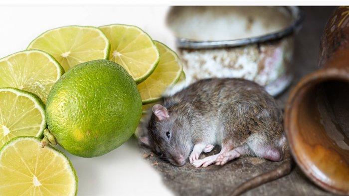 Pakai Bahan Alami Ini, Tikus Pasti Tidak Betah di Rumah, Keluarga Sehat Perabotan Selamat 