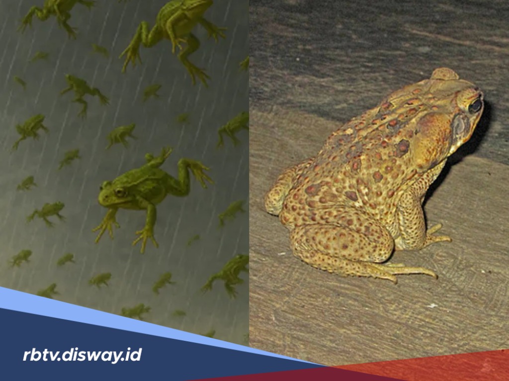 Hujan Katak Bikin Heboh Dunia Maya, Apakah Kataknya Hidup atau Sudah Mati Setelah Jatuh ke Darat?