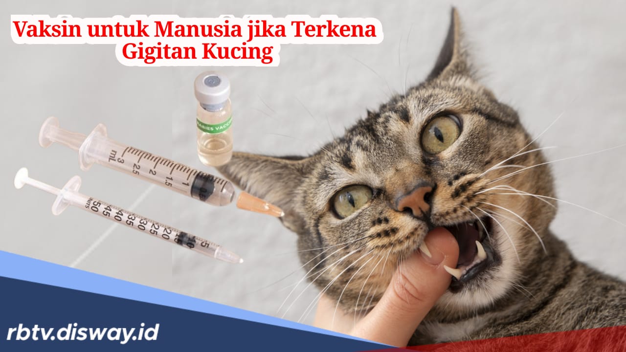 Senjata Ampuh, Ini Vaksin yang Digunakan untuk Manusia jika Terkena Gigitan Kucing Rabies