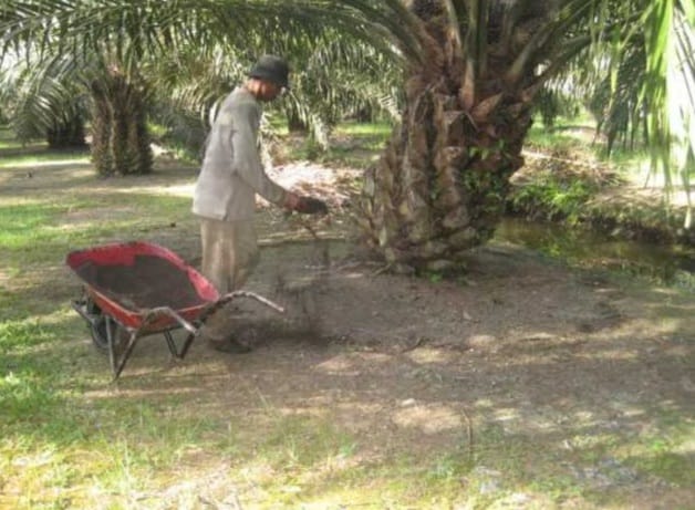 Ada Ancaman El Nino, Berikut Cara Pemupukan Sawit saat Kemarau 