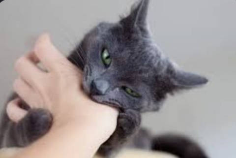 17 Arti Mimpi Digigit Kucing Menurut Primbon Jawa, Benarkah Pertanda Buruk?