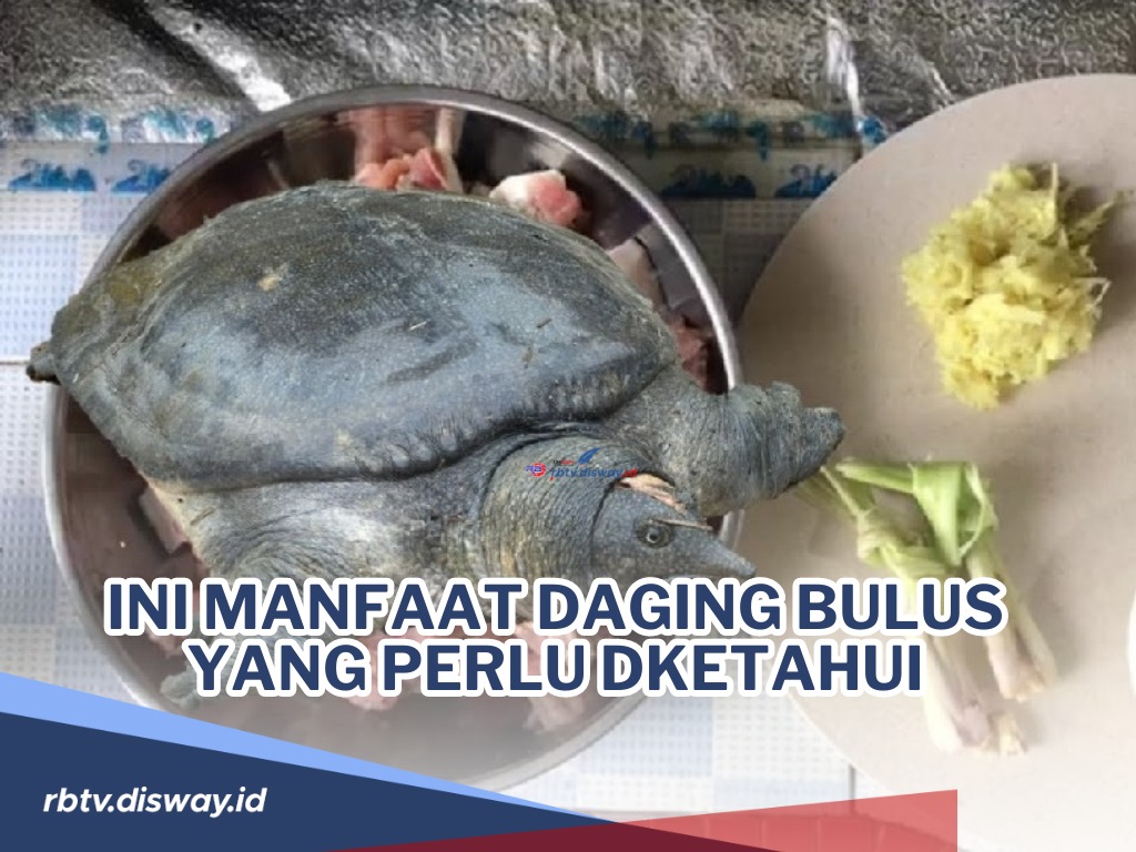 Manfaat Daging Bulus yang Tidak hanya untuk Kesehatan, Namun juga untuk Kecantikan