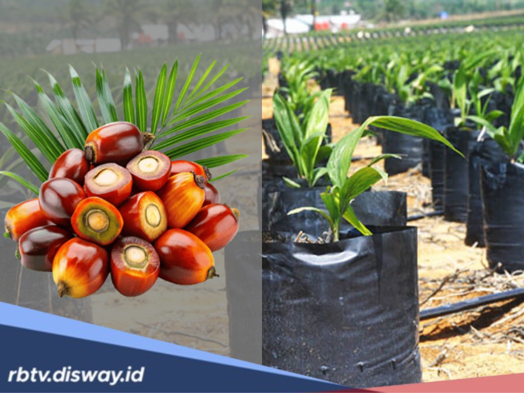 Jangan Salah Pilih, Ini 10 Jenis Bibit Sawit Unggul Terbaik 