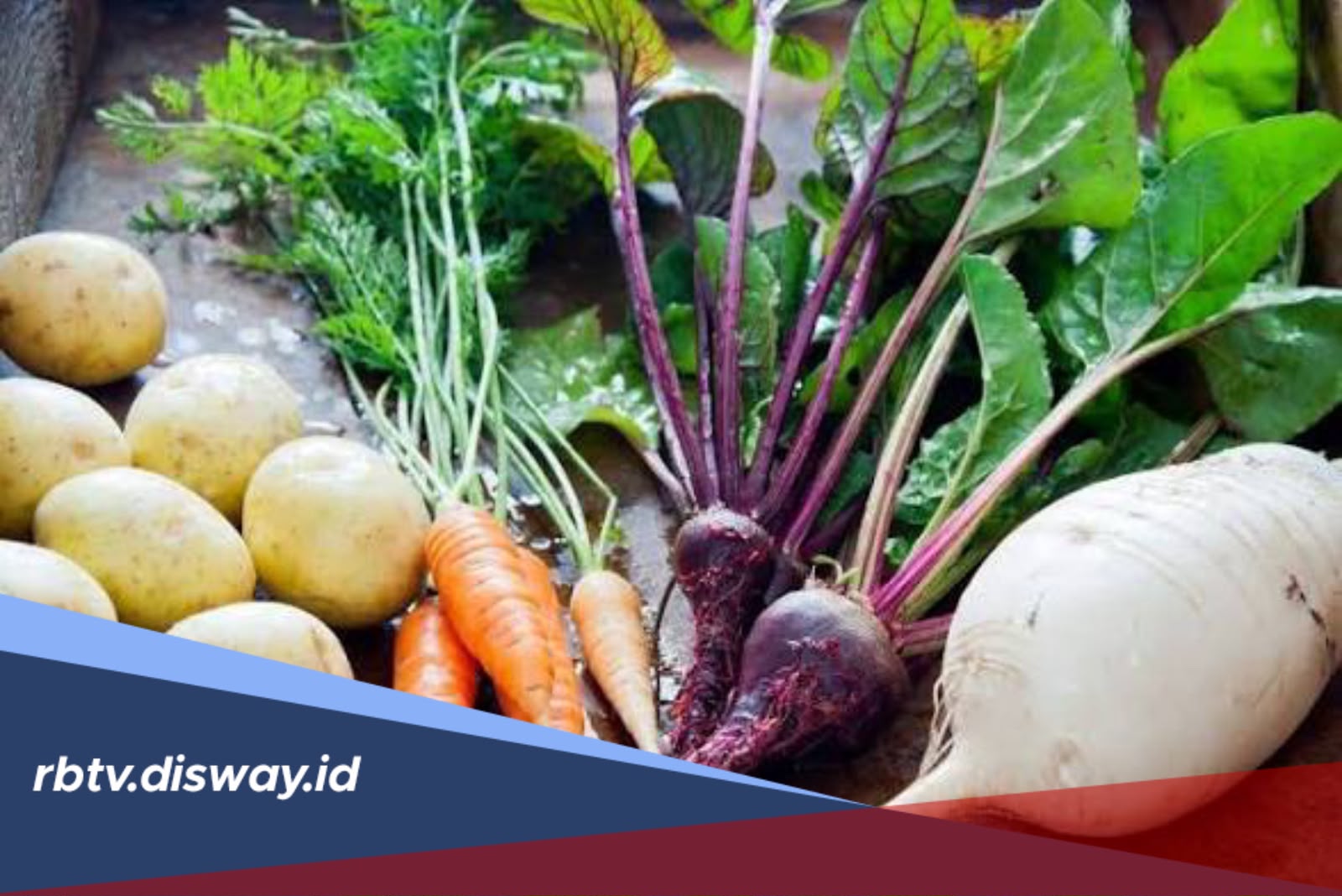 Cara Menyulap Tanah Gambut Jadi Lahan Subur untuk Sayuran dan Palawija