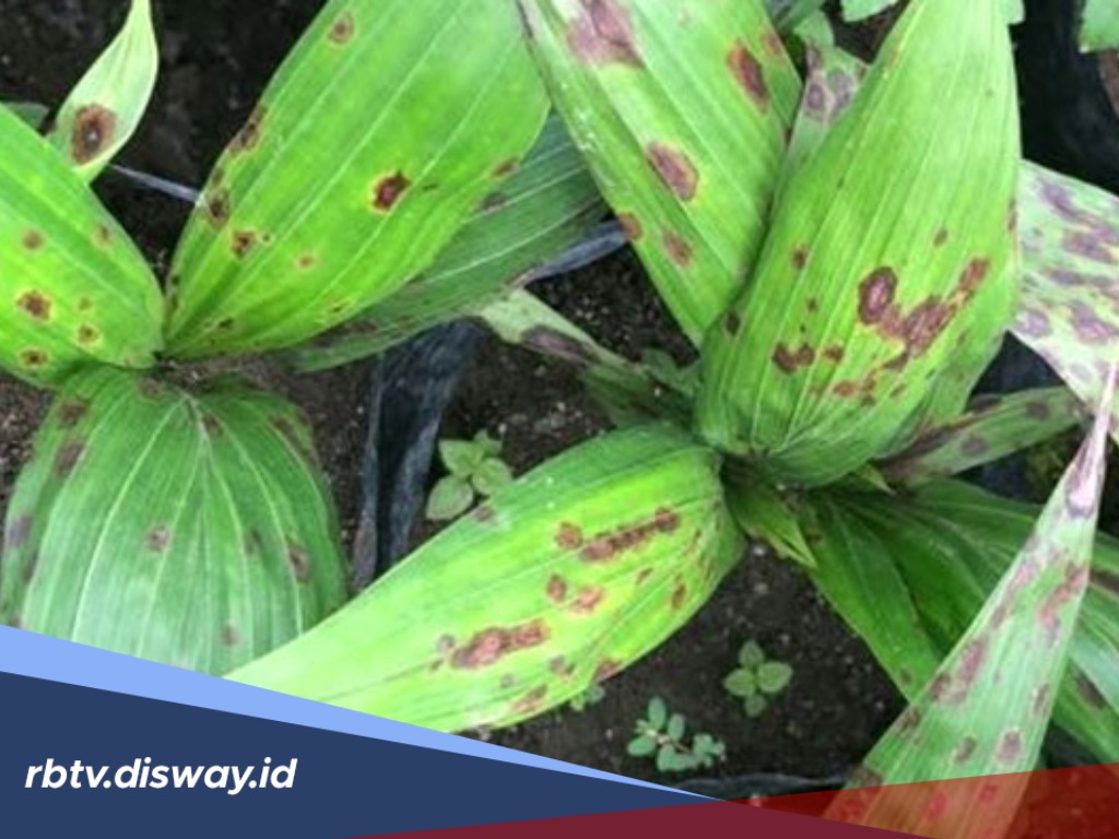  2 Cara Mengatasi Penyakit Anthracnose pada Tanaman Kelapa Sawit