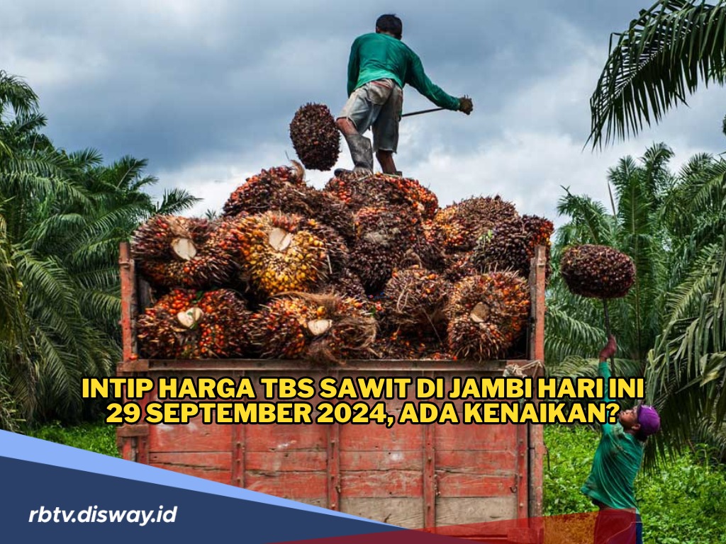 Update Harga TBS Sawit di Jambi Hari Ini 29 September 2024, Ini Rincian Harganya