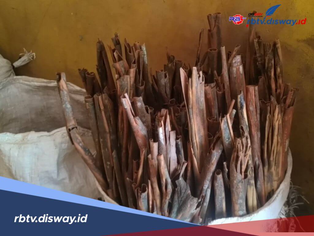 Komoditi Perkebunan Primadona Petani di Kabupaten Lebong yang Harganya Stabil 