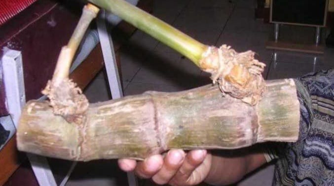 Bambu Ini Tidak Biasa, Harganya Mahal, Katanya Bisa Mendatangkan Kekayaan 