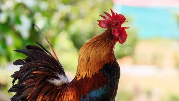 Alasan Kenapa Kepala Ayam jadi Sumber Inspirasi Stabilizer Kamera Mahal dan Mercedes Benz 