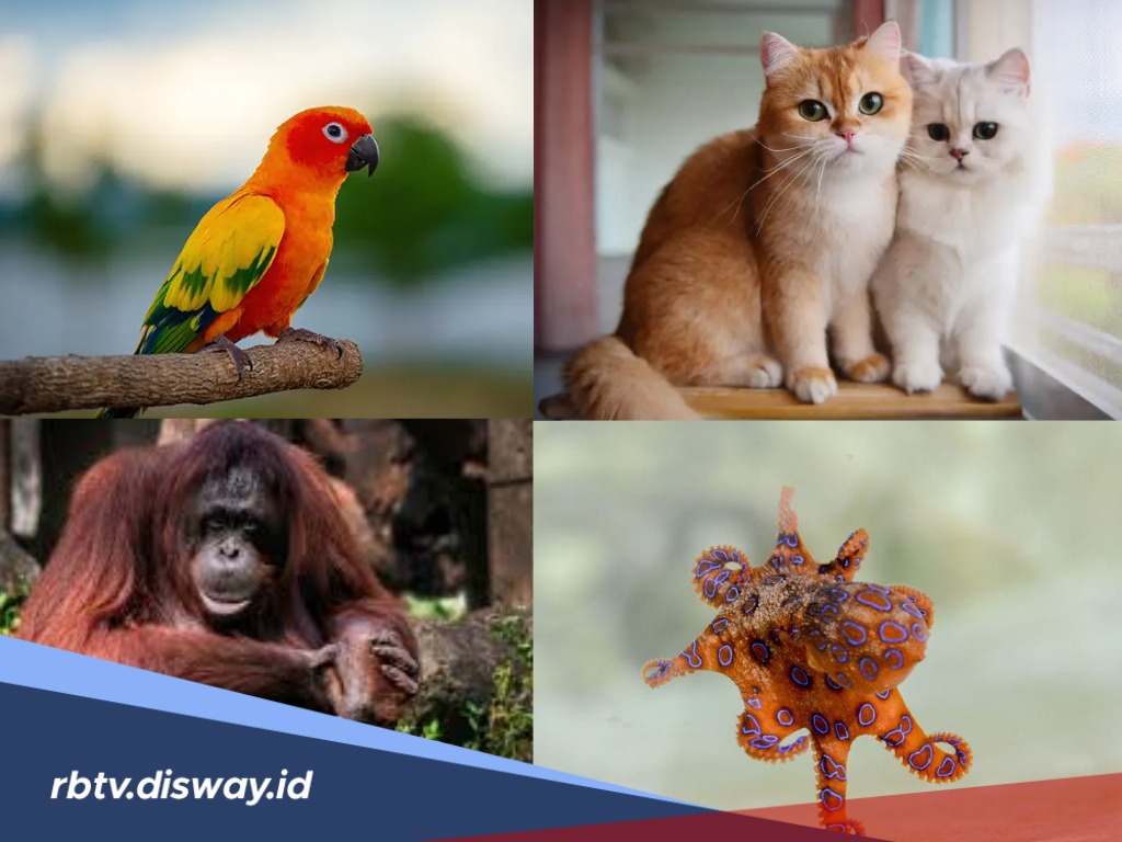 Sulit Dipercaya Tapi Nyata, 6 Hewan Ini Bisa Berbicara Layaknya Manusia