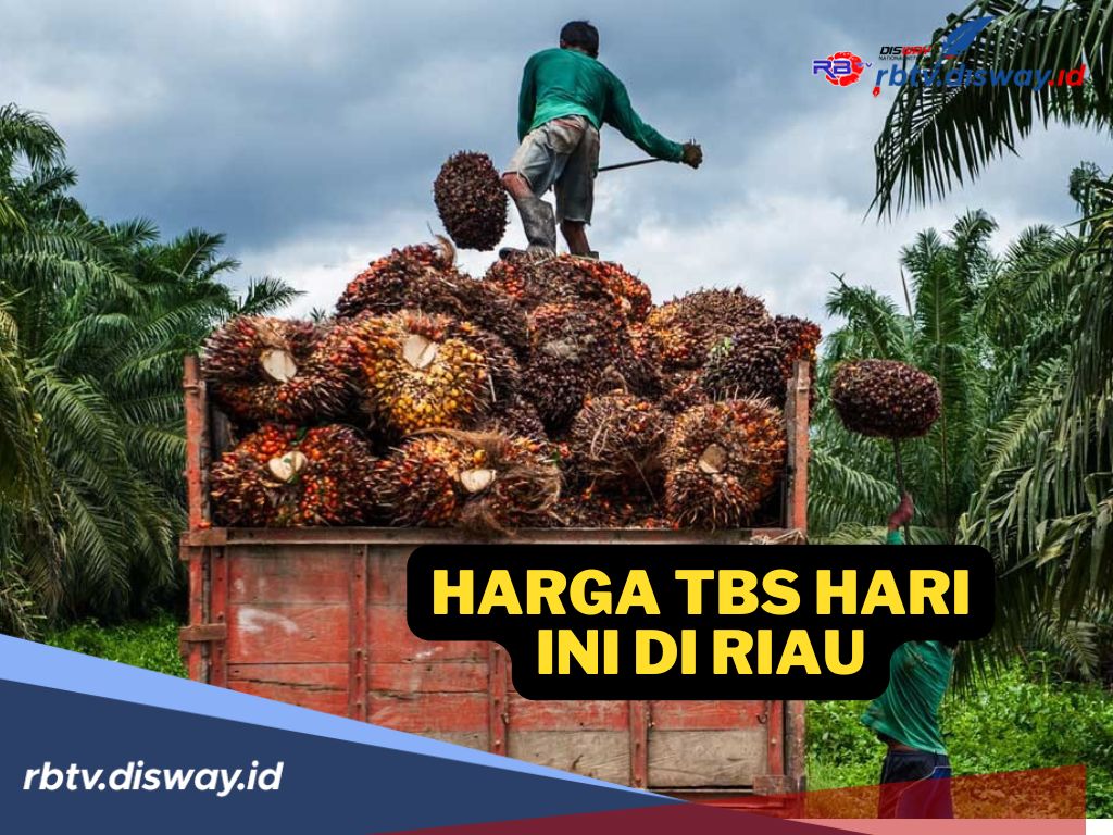 Update Harga TBS Sawit Riau Hari Ini 16 April 2025 Kabar Penting untuk Petani!