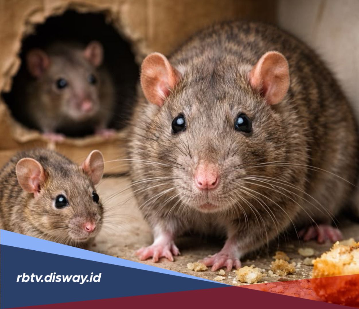 Aroma yang Tidak Disukai Tikus, Gunakan untuk Usir atau Cegah Tikus Masuk ke Rumah