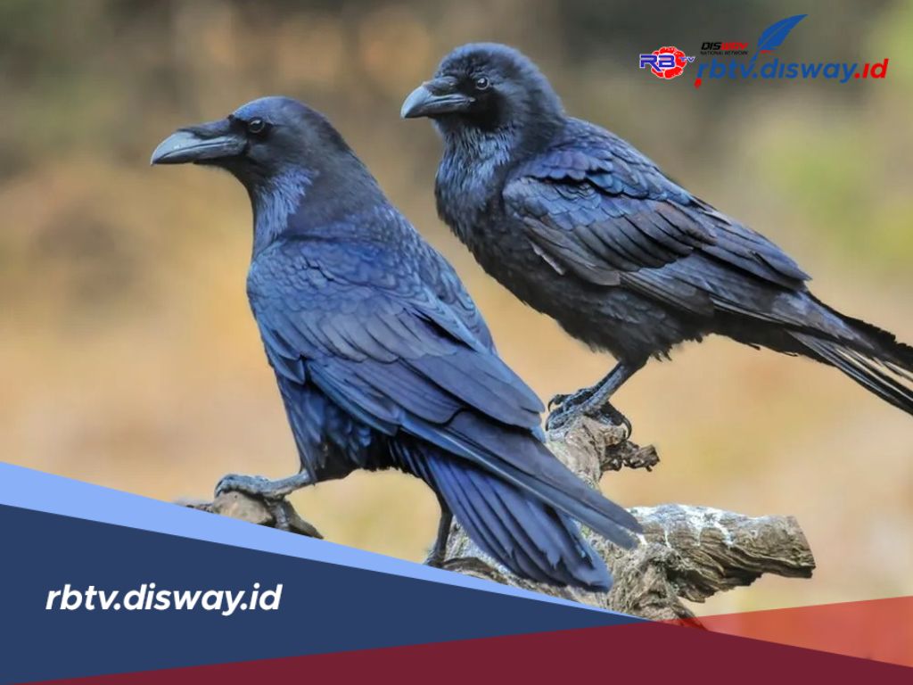 Ada Kepercayaan 5 Burung Ini Pembawa Kabar Buruk, Anda Percaya?