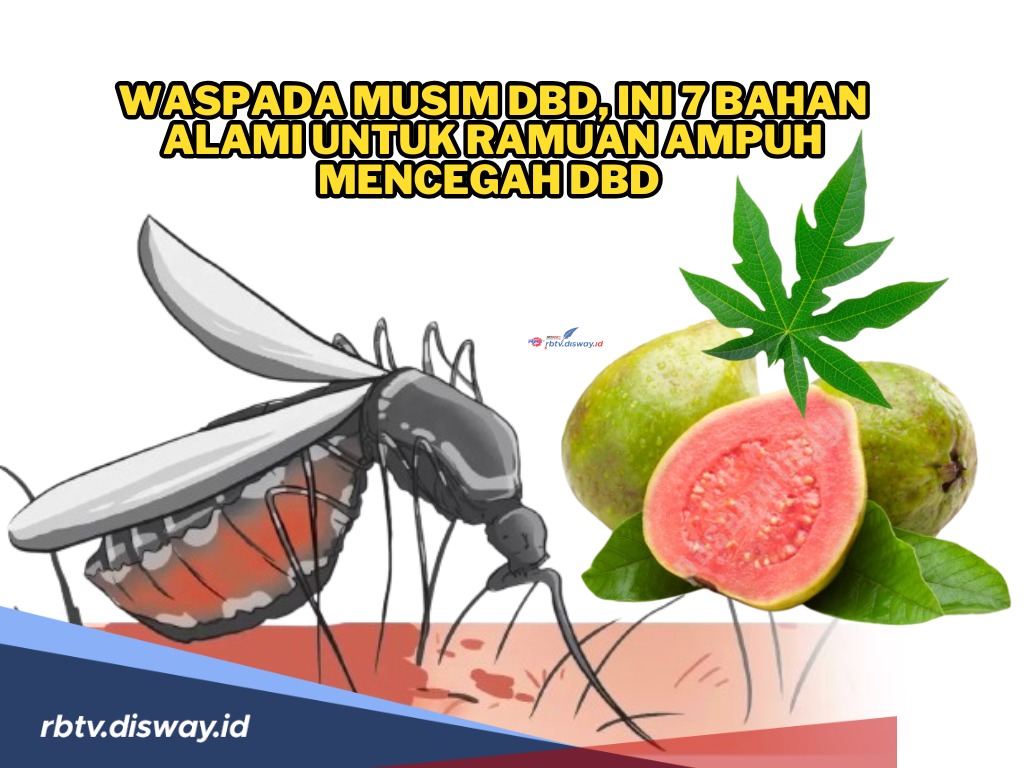 Waspada DBD, Ini 7 Bahan Alami untuk Ramuan Ampuh Mencegahnya