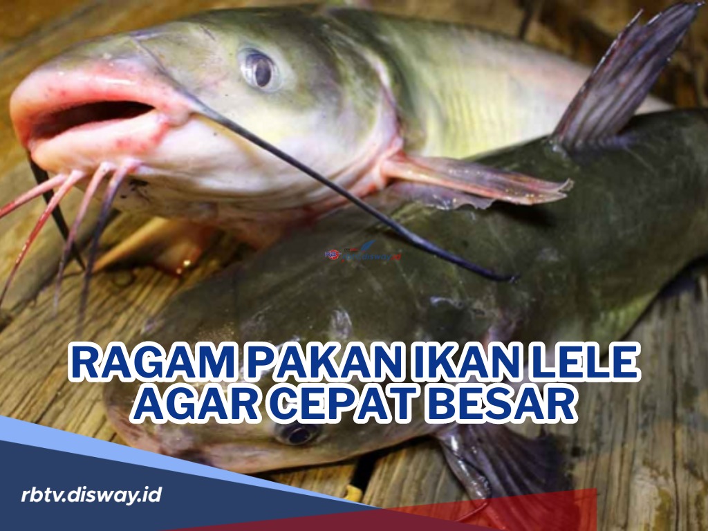 Pakan Ikan Lele agar Cepat Besar serta Alternatif Pakan Lain, Dijamin Lele Gemuk dan Sehat!