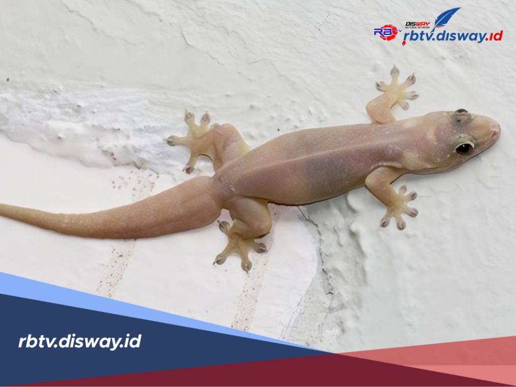 7 Tanda dan Rahasia Allah Mengirim Cicak ke Rumahmu