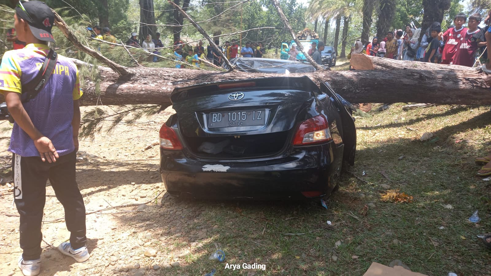 Pohon Cemara Roboh Menimpa 2 Unit Mobil dan 1 Sepeda Motor, Begini Kondisi Pemilik Kendaraan