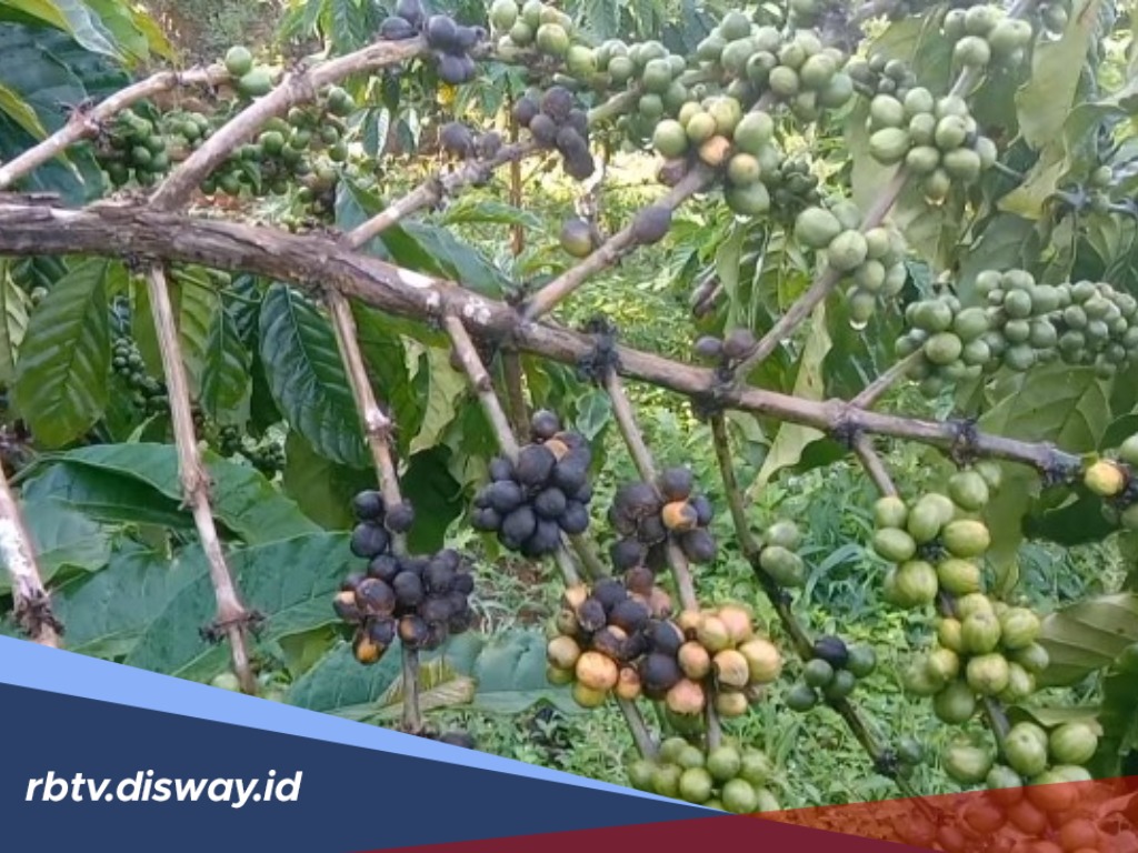 Petani Kopi Dibikin Repot dengan Penyakit Antraknosa, ternyata Begini Cara Mengatasinya