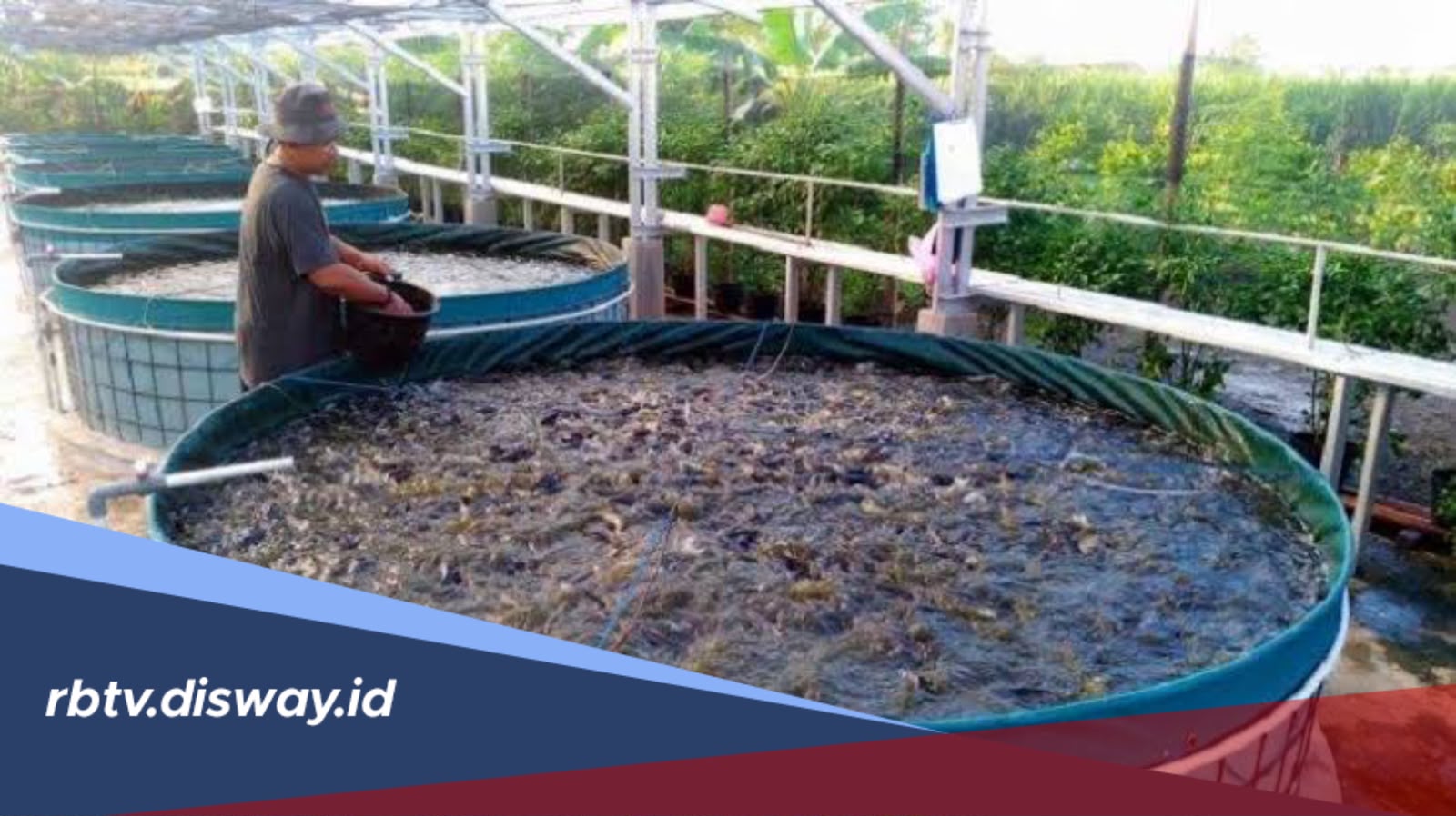 Mulai Budidaya Lele dari Rumah, Modal Terjangkau dan Cocok untuk Pemula