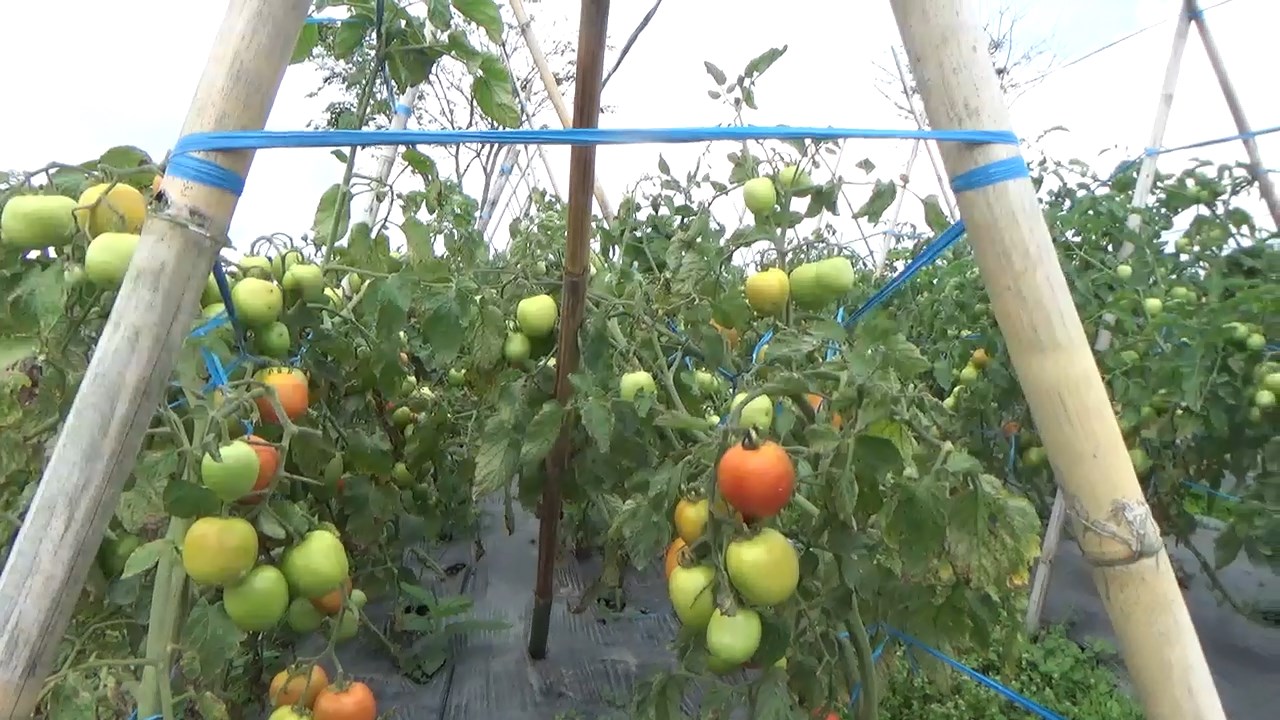 Update Harga Sayuran di Rejang Lebong, Tomat Rp 1.000 per Kg
