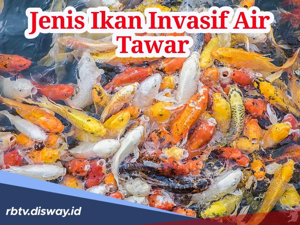 Ternyata 5 Jenis Ikan Invasif Air Tawar Ini Sering Dijadikan Lauk di Rumah