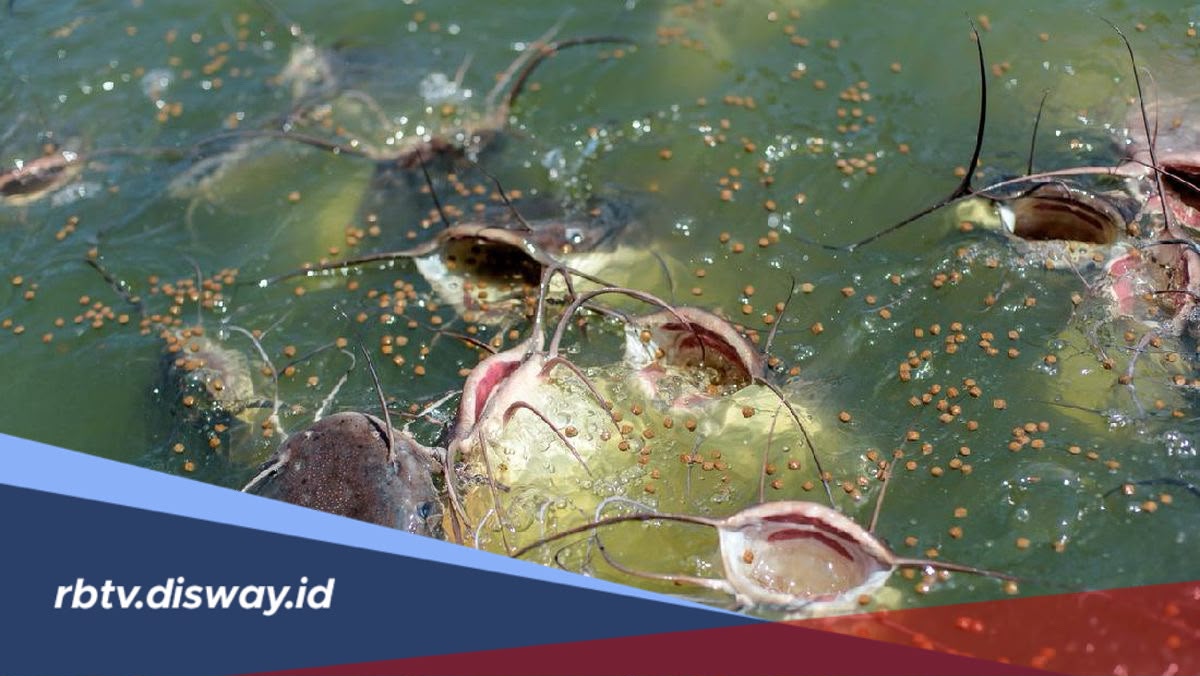 Penyebab Budidaya Lele Mati Massal di Kolam Rumah dan Cara Mencegahnya