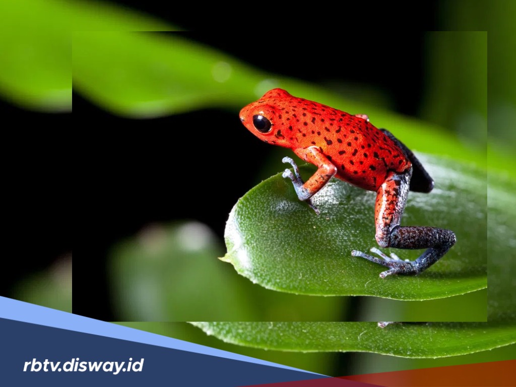 Aneh Tapi Nyata! Hujan Katak di Brazil Bikin Netizen Heboh, Berapa Lama Katak Bisa Bertahan dalam Air?