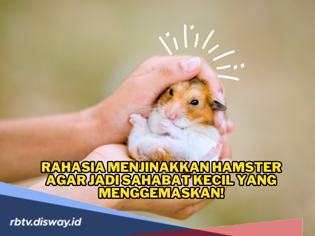 Nih! Rahasia Menjinakkan Hamster agar Jadi Sahabat Kecil yang Menggemaskan, Yuk Coba