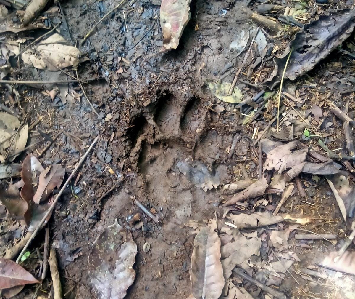 Diduga Lebih Satu Ekor Harimau Berkeliaran, Jejak Kaki Sering Ditemukan Warga