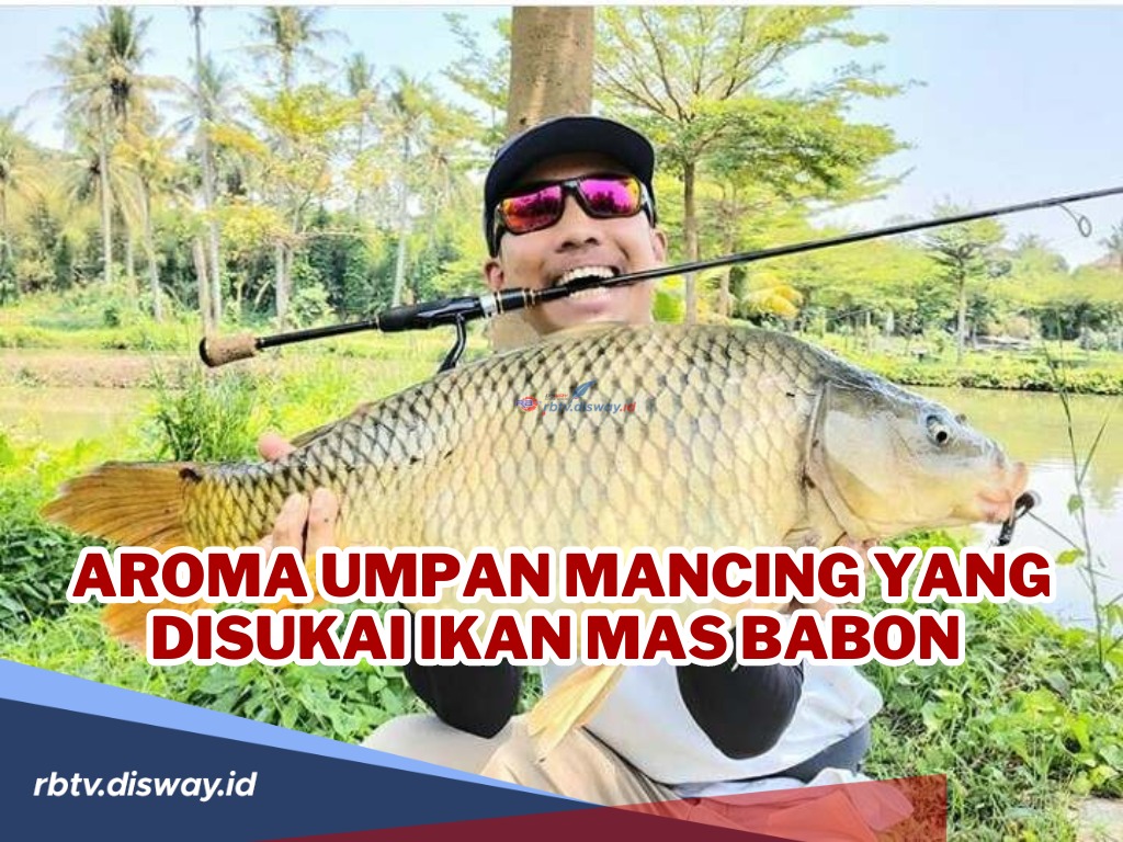 Aroma Umpan Mancing yang Disukai Ikan Mas Babon serta Racikan Umpan Aroma yang Bikin Strike Terus