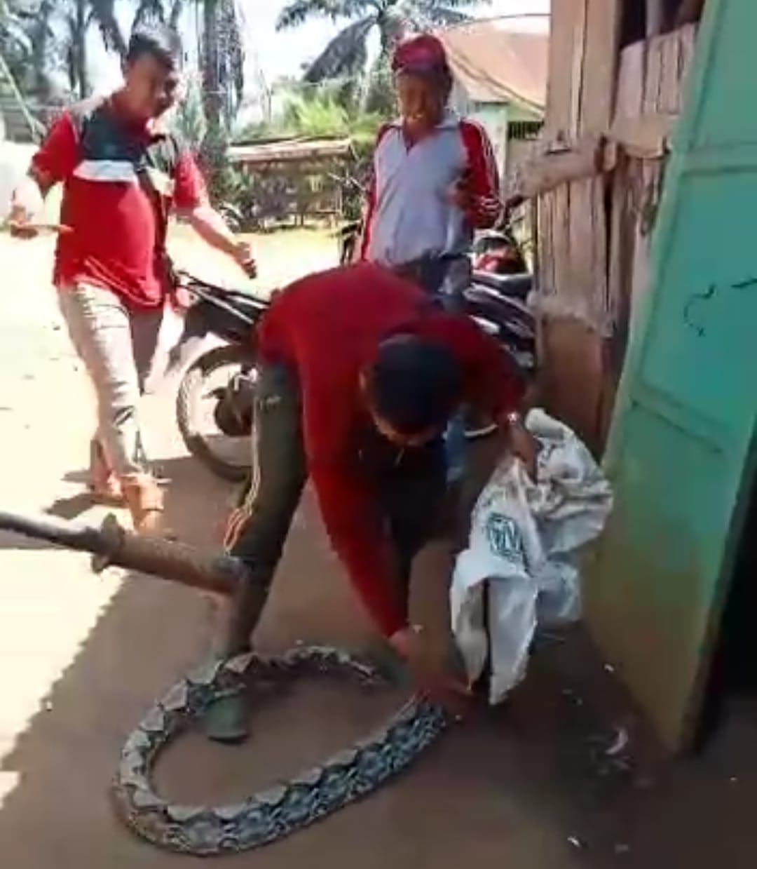 Ayam Warga Seluma Sering Hilang, Ternyata Dimangsa Python