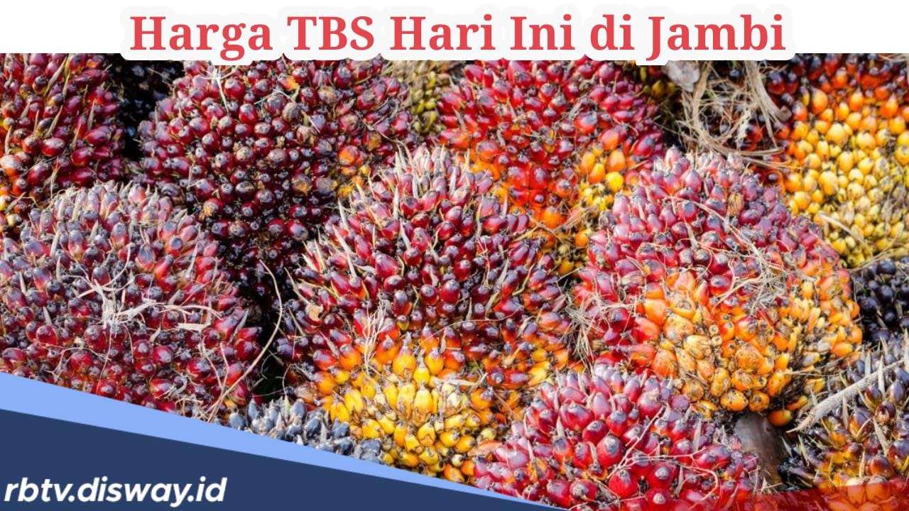 Update Harga TBS di Jambi Hari Ini Senin 5 Agustus 2024, Terus Bergerak Naik