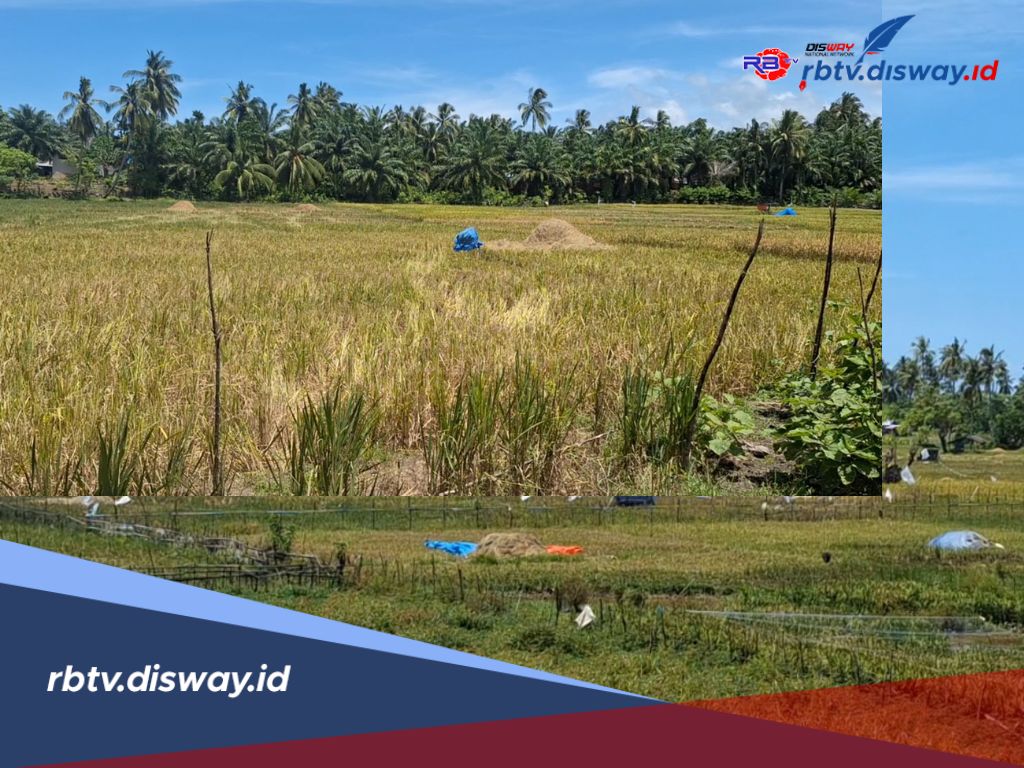 Penangkaran Benih Padi Lokal di Mukomuko, Ini 2 Titik Lokasinya