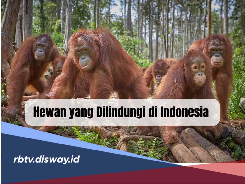 Ini 15 Jenis Hewan yang Dilindungi di Indonesia Serta Asal Daerahnya, Harus Tahu! 