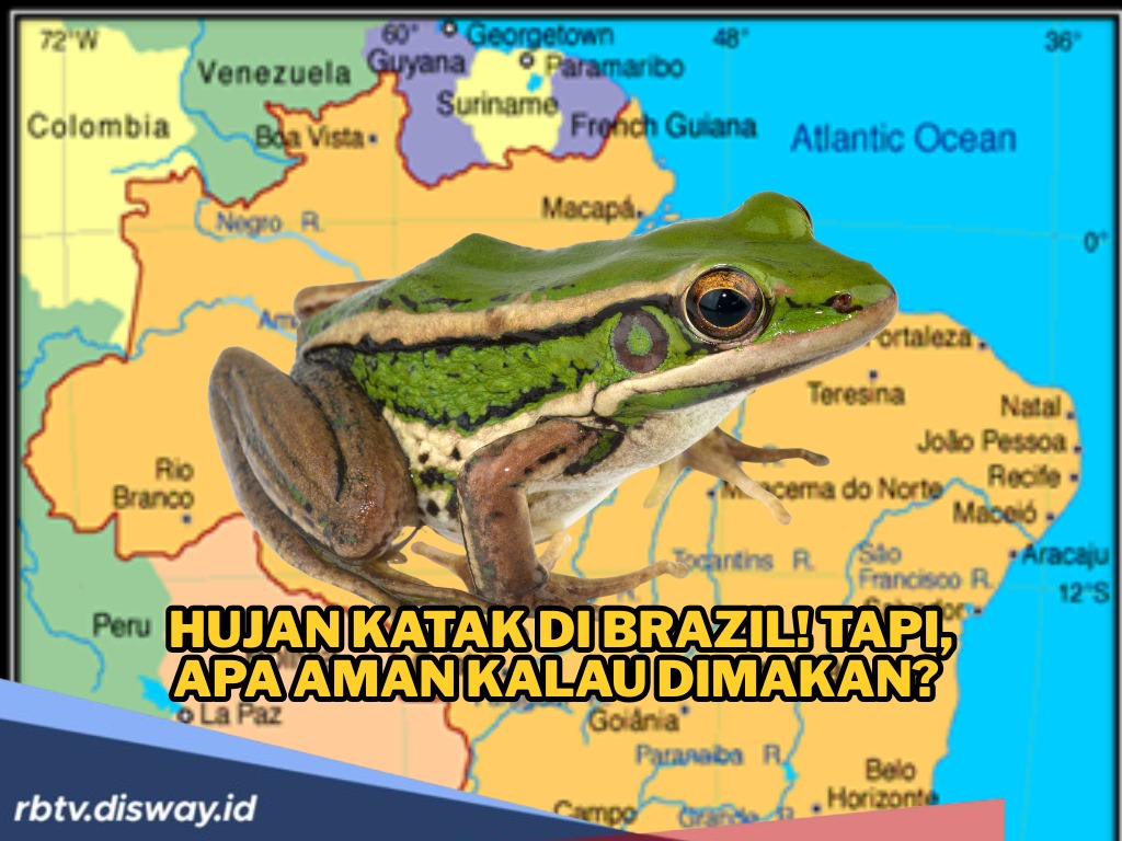 Geger Hujan Katak di Brazil, tapi Apakah Aman Kalau Dimakan? Begini Penjelasan Ilmiahnya