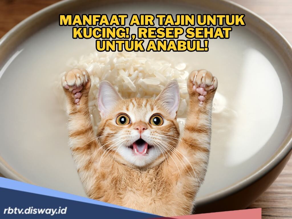Manfaat Air Tajin untuk Kucing, Rahasia Alami untuk Membantu Pencernaan dan Menjaga Kesehatan si Anabul