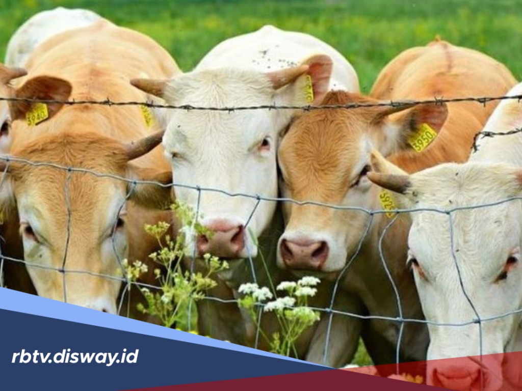 Estimasi Harga Hewan Kurban Jenis Kambing dan Sapi Berdasarkan Tren Pasar Mei 2026