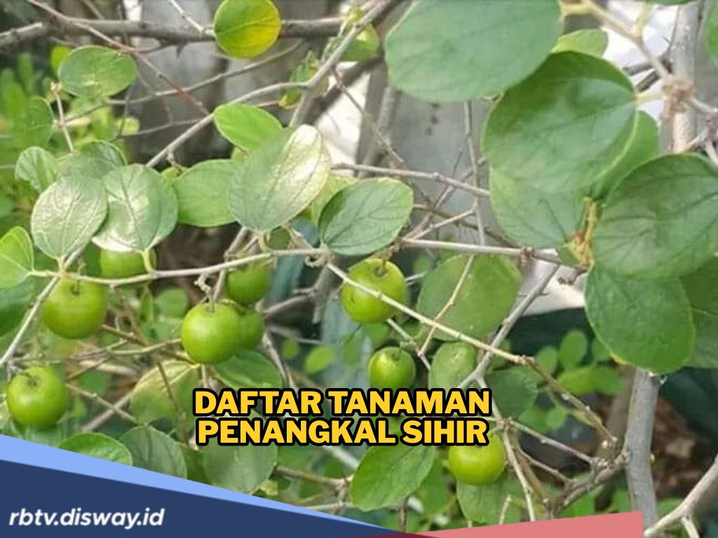Tanam Tanaman Ini di Rumahmu, Dipercaya Jadi Penangkal Sihir 