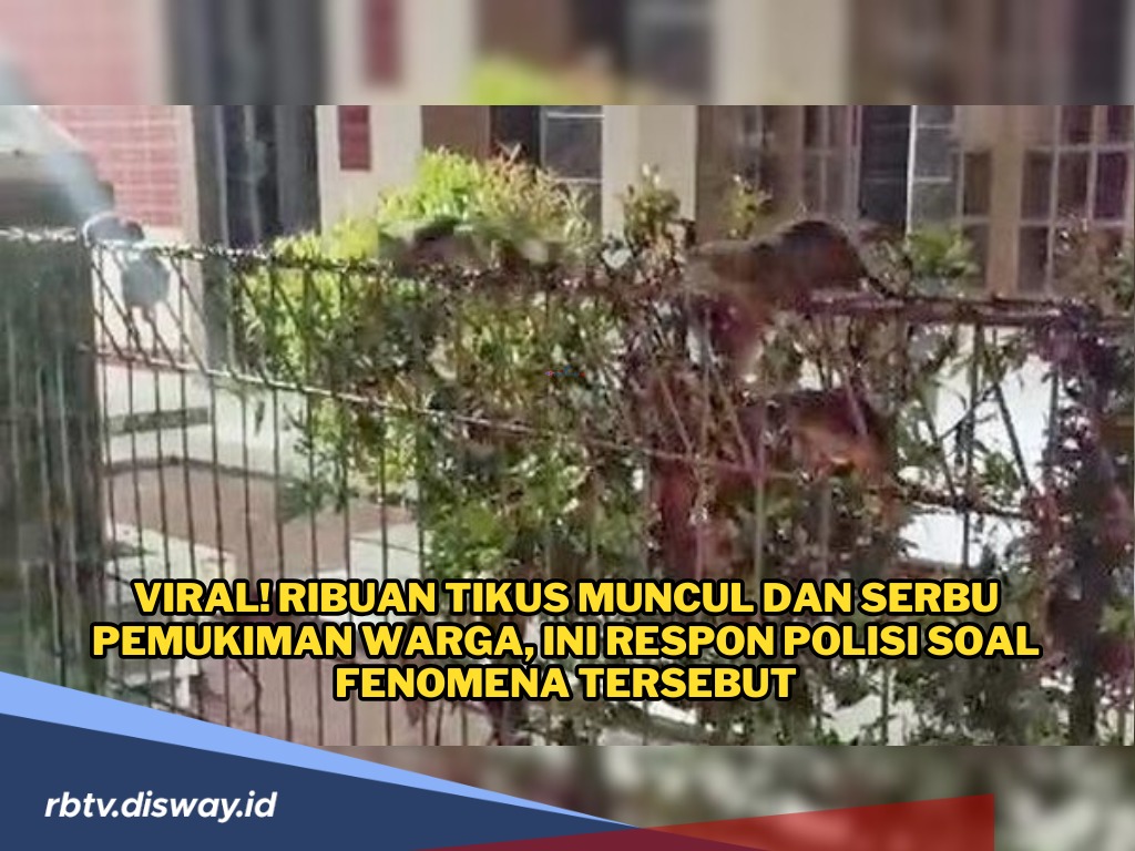 Ngeri, Ribuan Tikus Muncul dan Serbu Pemukiman Warga, Begini Kata Polisi