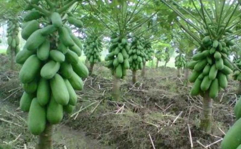 7 Pohon Tidak Boleh Ditanam di Pekarangan, Bahaya Bisa Bikin Rumah Roboh