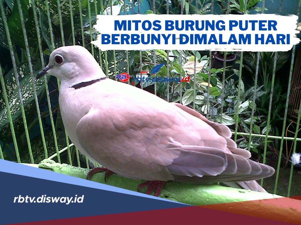 Mitos Burung Puter Berbunyi Malam Hari, Katanya Pertanda Buruk Namun Ada juga Pertanda Baik