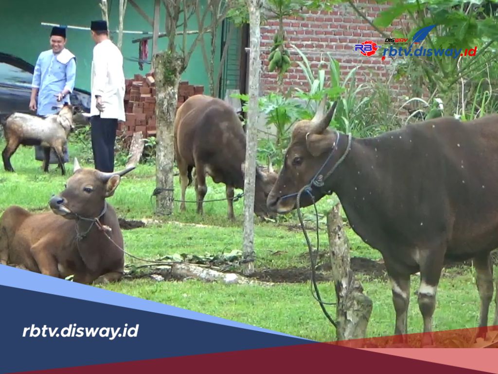 Jelang Idul Adha 2025, Pemkab Kepahiang Keluarkan Surat Edaran, Ini Isinya 