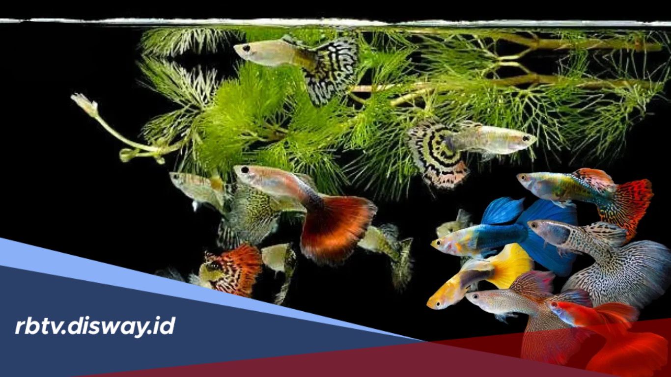 5 Hewan Peliharaan yang Mudah Dirawat di Rumah, Cocok untuk Newbie