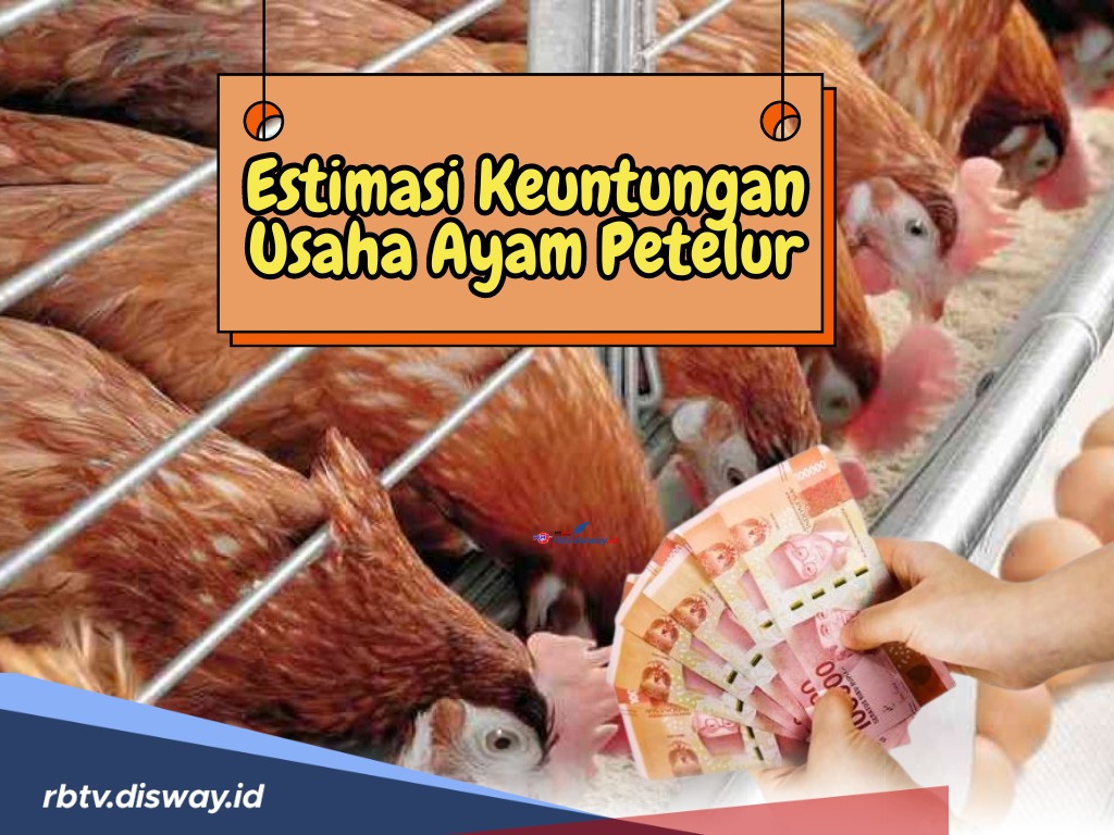 Estimasi Keuntungan Usaha Ayam Petelur, Penting Dicatat agar Tidak Rugi