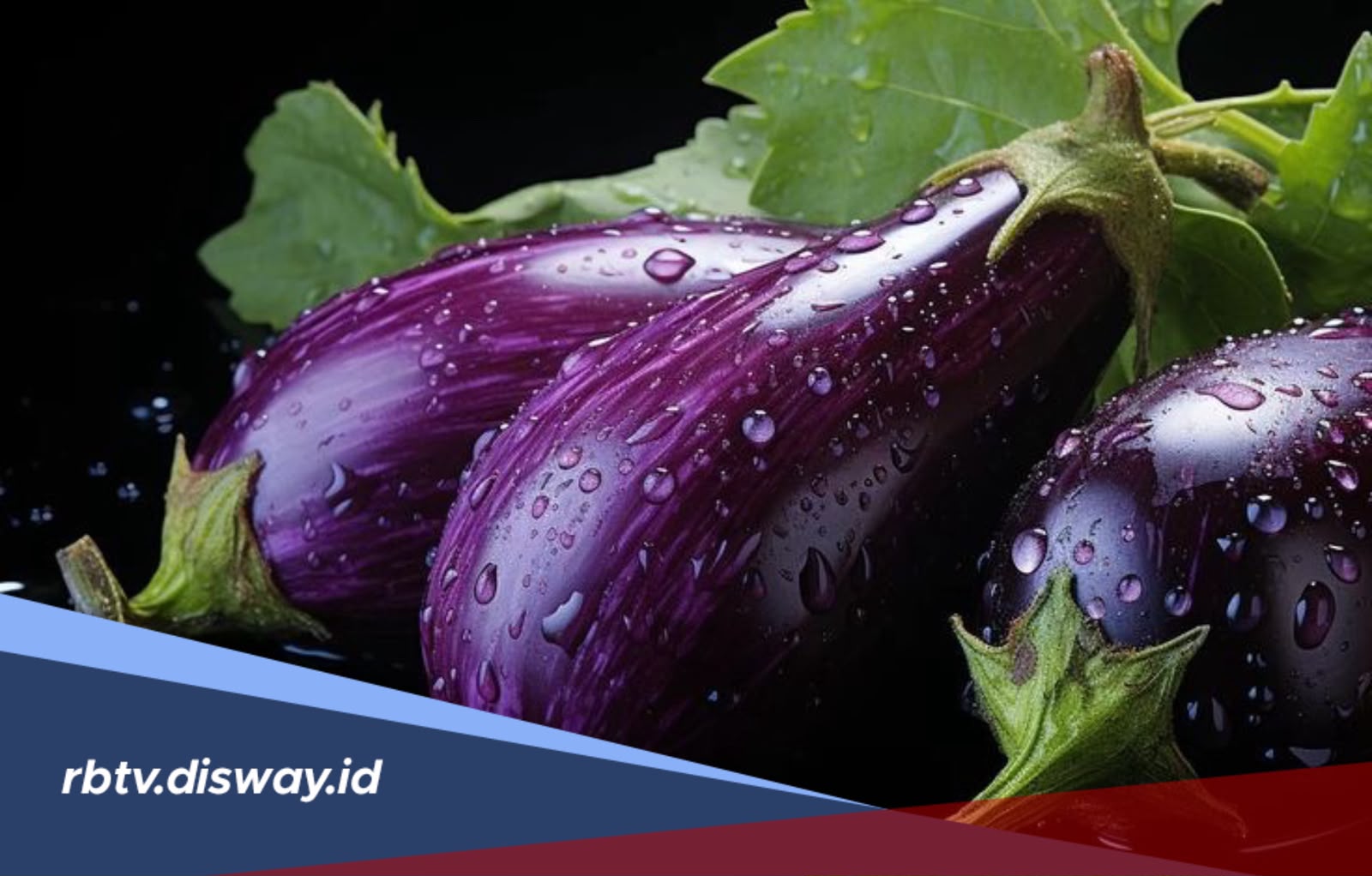 Tips Menanam dan Merawat Terung di Halaman Rumah agar Subur dan Rajin Berbuah