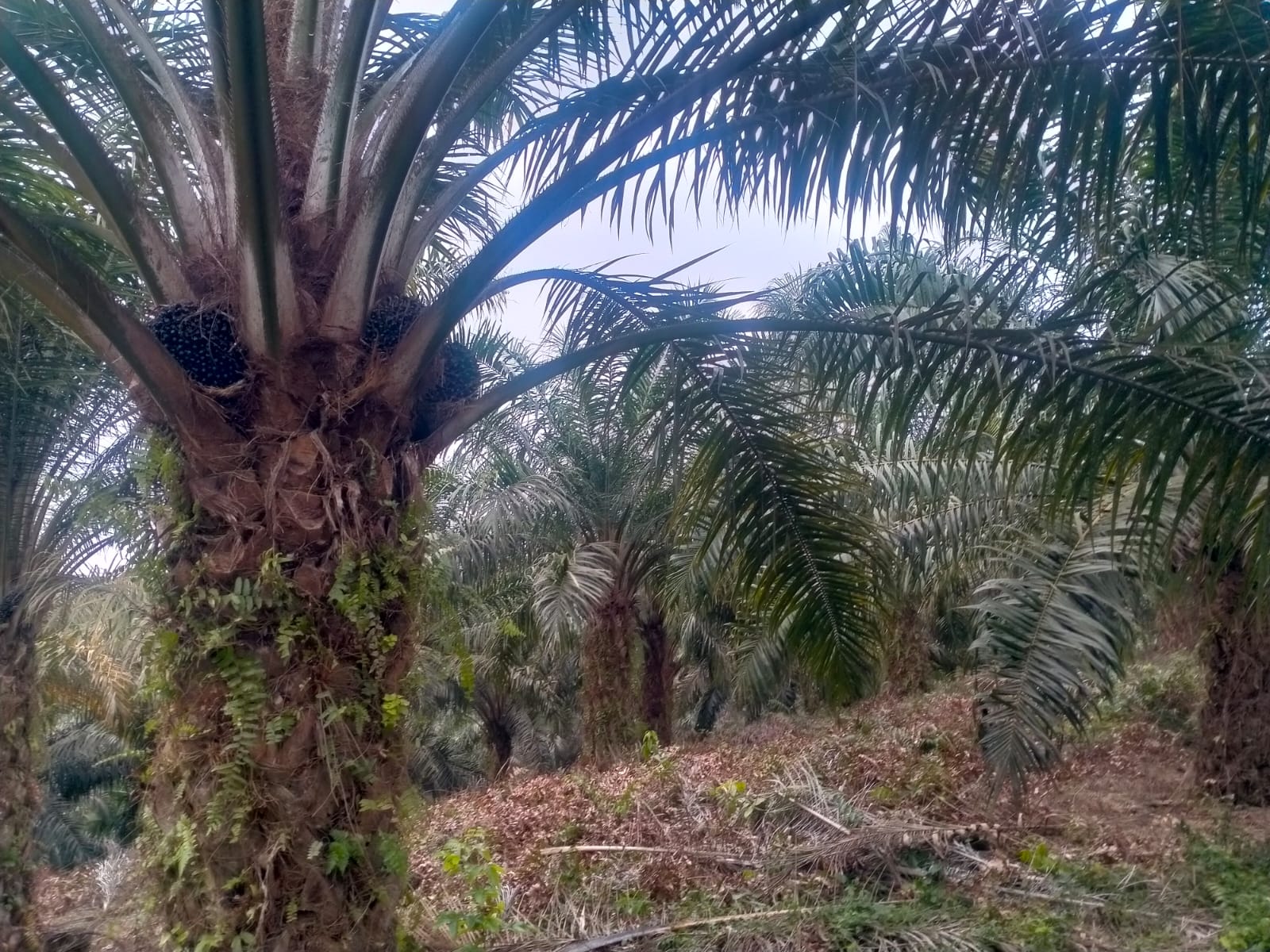 Kurangi Dampak Kemarau Panjang Terhadap Buah Sawit, Bisa Lakukan 8 Cara ini