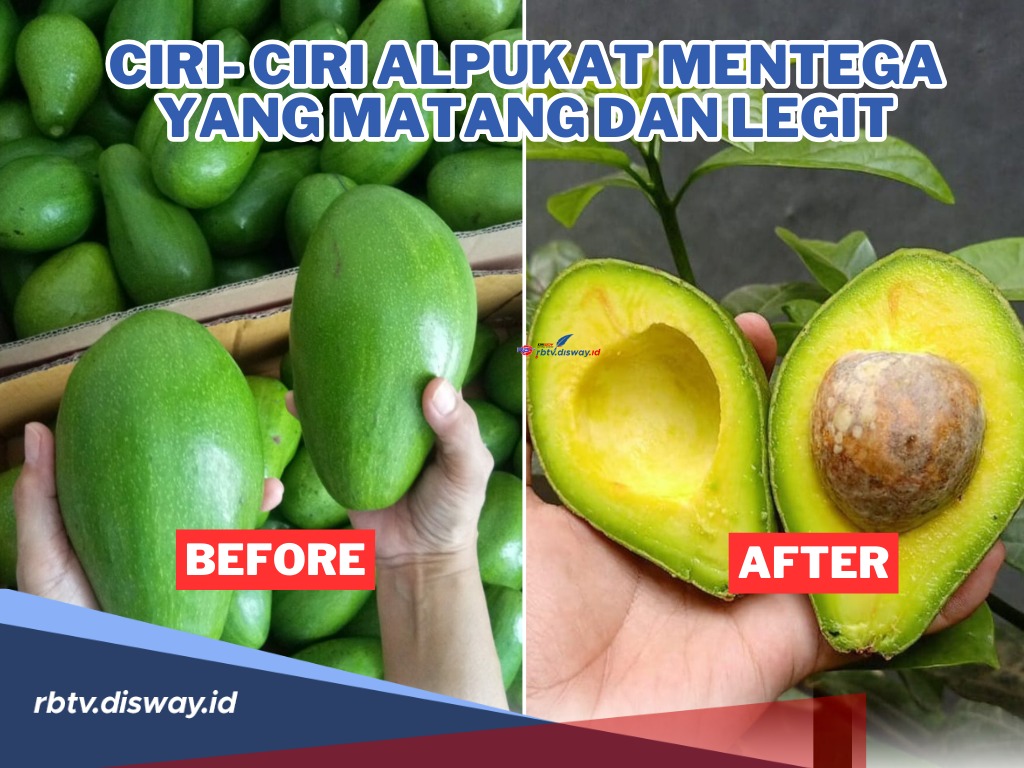 Biar Ngga Salah Pilih! Ini Ciri-ciri Alpukat Mentega yang Matang dan Legit