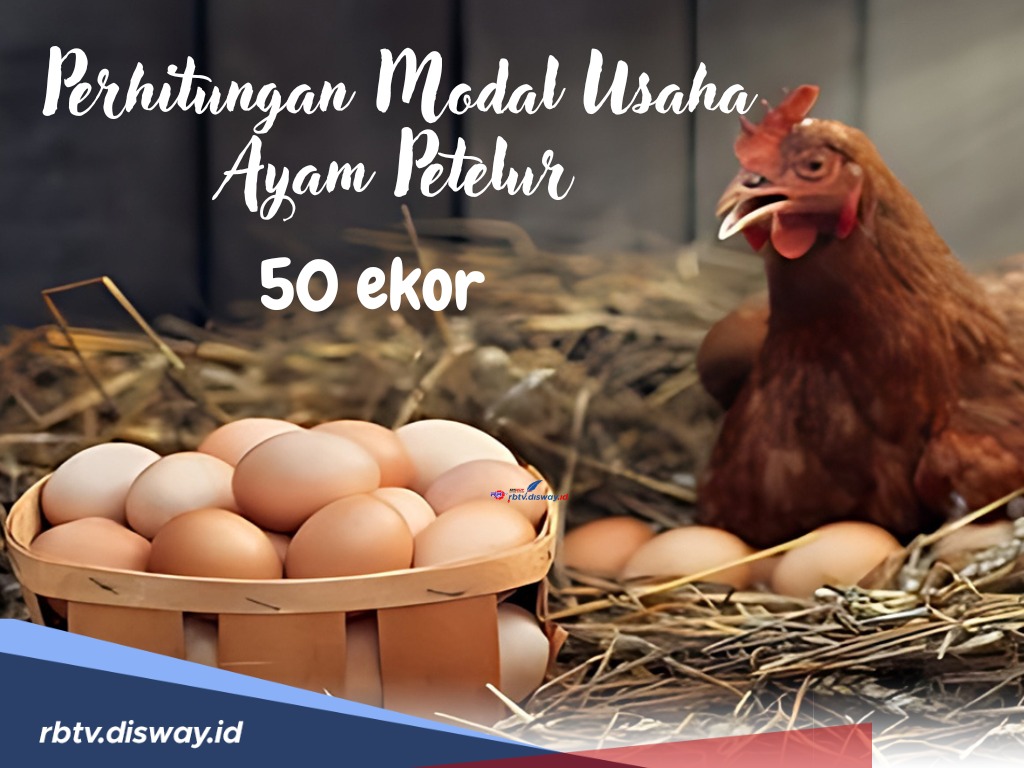 Agar Sukses, Ini Perhitungan Modal Usaha Ayam Petelur 50 Ekor, Wajib Tahu Bagi Pemula!